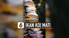 IKAN KOI