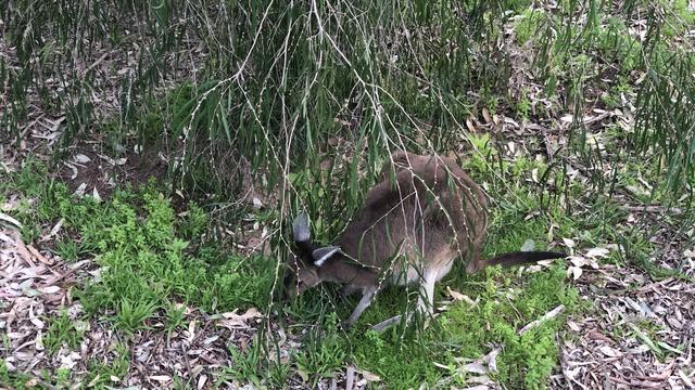 Kanguru liar di Taman Nasional Yanchep, Australia Barat
