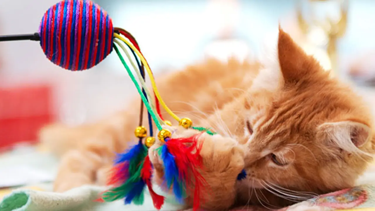 Super Cute! Ini Cara Fun Main Bareng Kucingmu