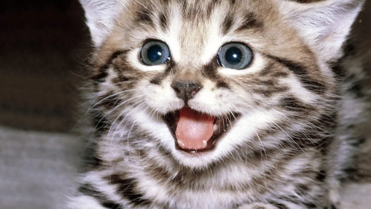 Unik, Parfum Ini Miliki Aroma Dahi Kucing