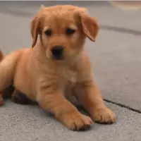 Anak Anjing Ini akan Buat Siangmu Lebih Ceria | via: instagram.com