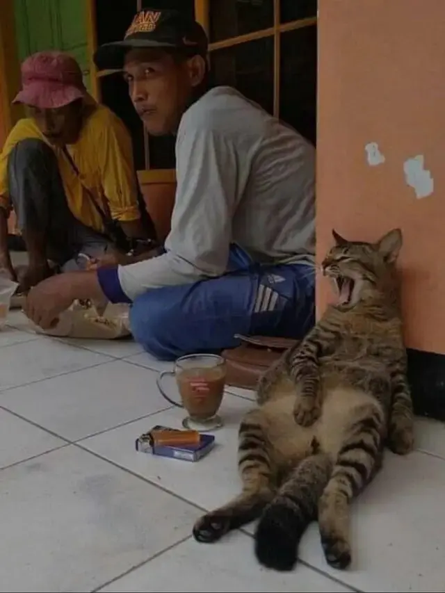8 Potret Aksi Kucing Jadi Kuli Bangunan Ini Bikin Tepuk Jidat