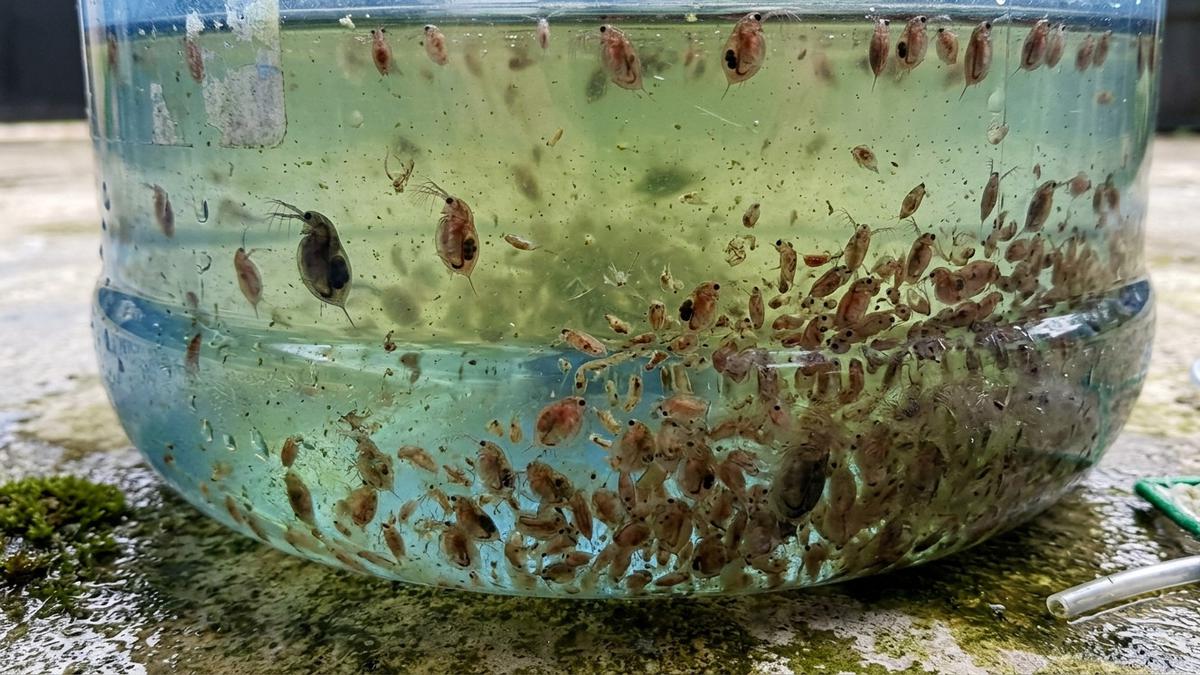 Budidaya Kutu Air di Galon Bekas, Cara Mudah Memproduksi Pakan Alami Ikan dengan Biaya Murah