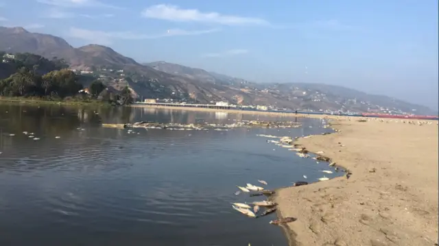 Ribuan ikan ditemukan mati mengambang di Laguna Malibu (California State Parks)