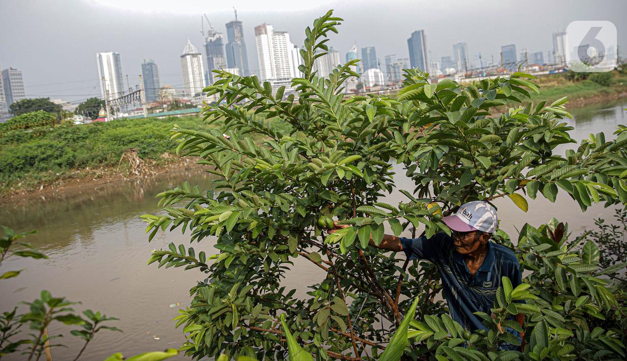 Petani memanen jambu di bantaran Kali Ciliwung, Petamburan, Jakarta Pusat, Senin (24/5/2021). Kelompok Mandiri Indah Tani sudah enam tahun memanfaatkan lahan bantaran Kali Ciliwung untuk bertani bersama. (Liputan6.com/Faizal Fanani)