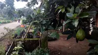 Pohon alpukat tumbuh rimbun di halaman rumah warga Desa Jatisari, Purwodadi, Pasuruan, Jawa Timur (Liputan6.com/Zainul Arifin)