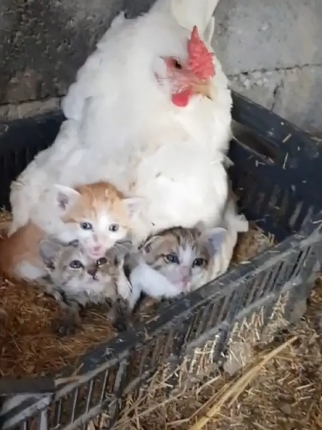Viral Aksi Induk Ayam “Mengerami” Kucing Bikin Gemas Warganet