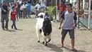 Seorang peserta membawa seekor kambing saat kontes ternak kambing kaligesing dalam acara Jambore Peternakan Nasional 2017 di Buperta Cibubur, Jakarta, Sabtu (23/9). Kontes ternak kambing kaligesing dikuti 120 peserta. (Liputan6.com/Herman Zakharia)