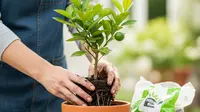 Cara Menanam Jeruk Nipis dari Biji di Pot yang Mudah untuk Pemula