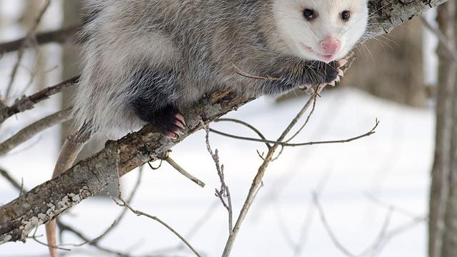 Opossum