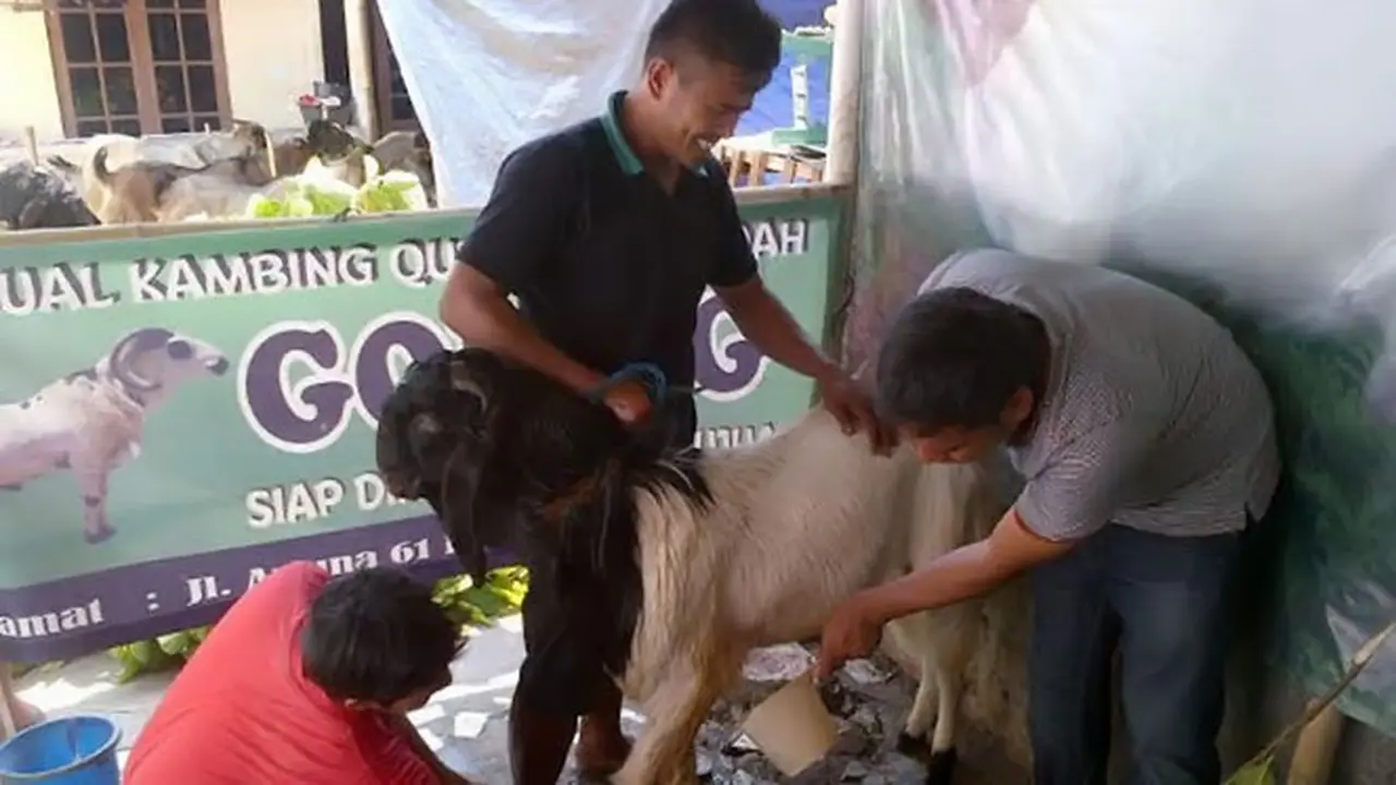 Mencegah Hewan Kurban Bau, Salon Kambing Buka di Semarang