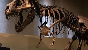 Penemuan Jejak Kaki Berukuran 7 Meter Ungkap Cara T-Rex Dewasa Berjalan