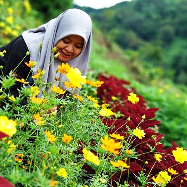 Pagi Hari Bunga Mekar Warna Warni Di Bukit Pelangi Regional Liputan6 Com