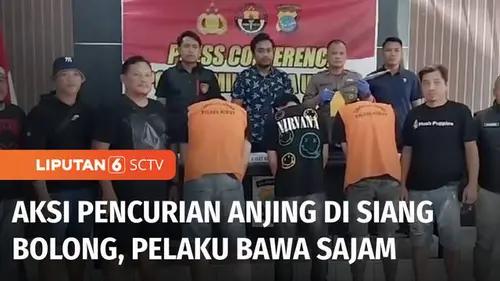 VIDEO: Beraksi di Siang Bolong, Tiga Pelaku Pencurian Anjing Ditangkap, Satu Positif Narkoba