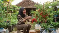 Cara Menanam Cabai di Galon Bekas agar Cepat Tumbuh, 7 Langkah agar Berbuah Lebat