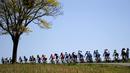 Deretan pebalap beraksi dalam lomba balap sepeda 'La Fleche Wallonne' berjarak 196 Km dari Marche-en-Famenne menuju Huy, Belgia, (20/4/2016). (AFP/Kenzo Tribouillard)
