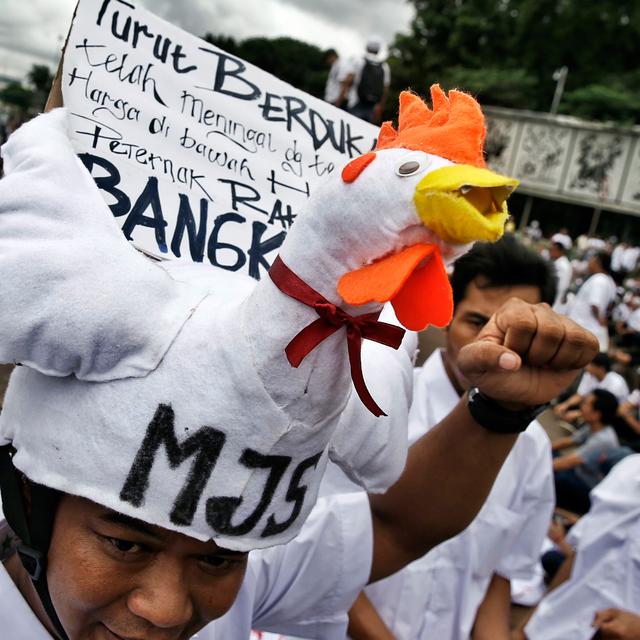 Protes Harga Anjlok Peternak Akan Bagi Bagi Ayam Di Depan Istana