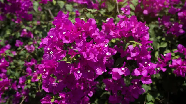Lokasi Ideal Menanam Bougainvillea agar Berbunga Lebat dan Tumbuh Optimal