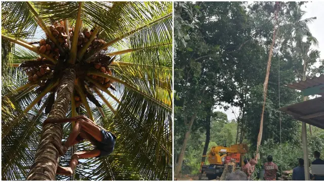 Diduga Kelelahan, Kakek 68 Tahun Tewas Saat Berada di Atas Pohon Setinggi 30 Meter. (Sumber: Kosmo)