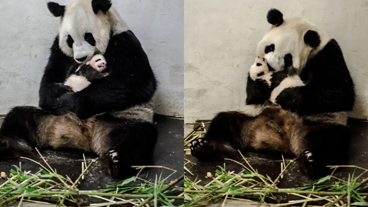 panda, panda imut