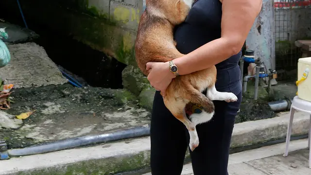 Hari Rabies Sedunia