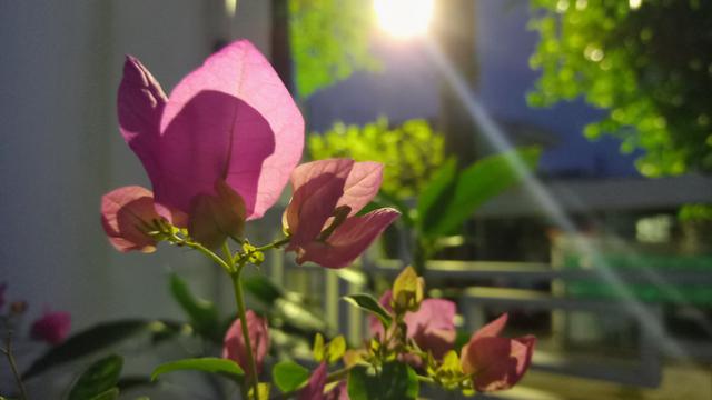 Hasil foto tanpa Night Mode di Samsung Galaxy M22 (Liputan6.com/Giovani Dio PrasastI)