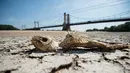 Tulang ikan terlihat di bagian kering dasar Sungai Loire di Montjean-sur-Loire, Prancis barat (24/7/2019). Gelombang panas tengah melanda sebagian besar Eropa termasuk Prancis yang akan mencetak rekor suhu terbaru di beberapa negara. (AFP Photo/Loic Venance)