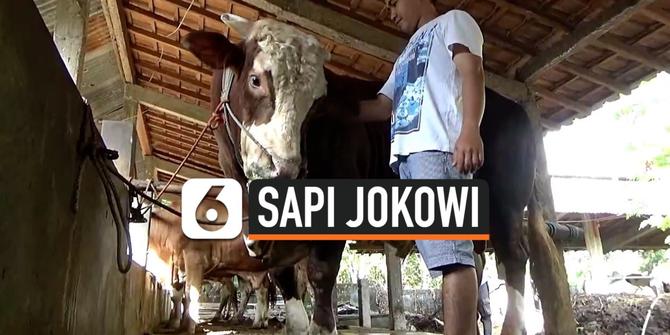 VIDEO: Gombloh, Sapi Kurban Pilihan Presiden Jokowi