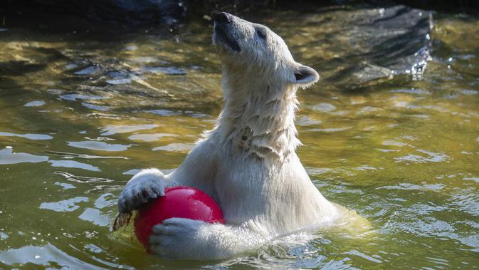 Hertha si beruang kutub bermain dengan bolanya saat suhu mencapai lebih dari 30 derajat Celcius di kebun binatang Tierpark di Berlin, Jerman (26/7/2019). Rekor suhu terpanas baru tercatat di berbagai penjuru Eropa termasuk Jerman sewaktu gelombang panas melanda benua tersebut. (AFP Photo/John Macdo