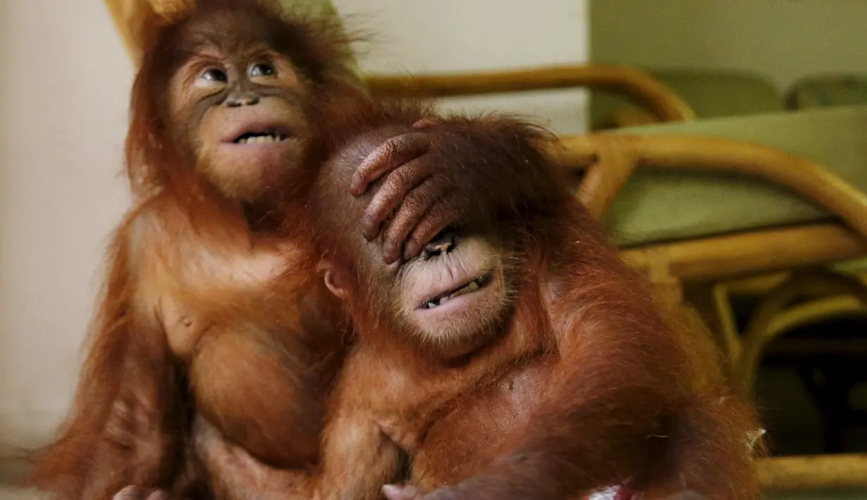 Dua bayi Orangutan sedang bermain bersama di kantor perlindungan satwa liar, Kuala Lumpur , Malayasia, Senin (19/10/2015). Bayi Orang Utan ini disita dari tas seorang pedagang satwa liar ilegal. (REUTERS/Olivia Harris)