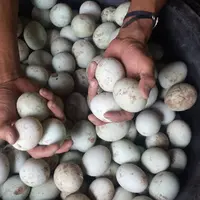 Harga garam melonjak, pedagang telur asin Brebes galau (Liputan6.com/Fajar Eko Nugroho)
