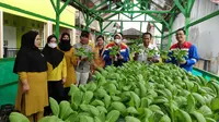 Panen perdana sayuran hidroponik di perumahan atas air RT 30 Kelurahan Margasari, Balikpapan Barat. (Liputan6.com/Apriyanto)