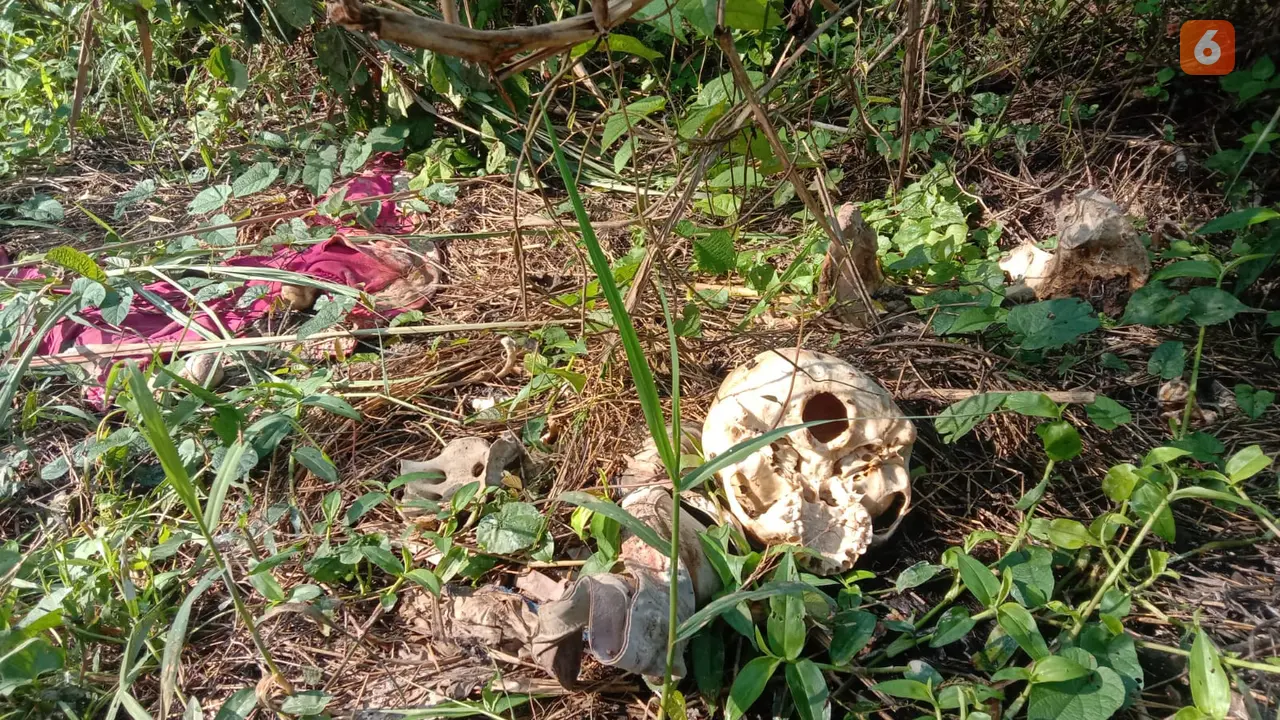 Temuan tulang kerangka dan tengkorak manusia di lahan kosong sebuah perumahan terbengkalai di Kabupaten Sukabumi (Liputan6.com/Istimewa).