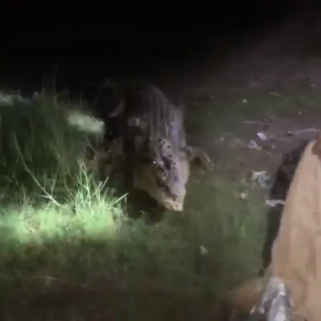 7 Potret Aksi Matt Wright Lakukan Simulasi Penyelamatan Buaya Berkalung Ban