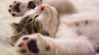 Ilustrasi kucing sebagai hewan peliharaan. (dok. pexels.com/Asnida Riani)