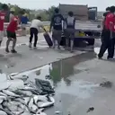 Ikan Berceceran di Tol Pemalang, Aksi Pemain Bola Ini Tidak Terduga