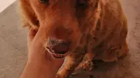 Bobi, anjing tertua di dunia, mati di usia 31 tahun. (dok. Instagram @guinnessworldrecords/https://www.instagram.com/p/CoM-VLpNWYB/?img_index=2/Dinny Mutiah)