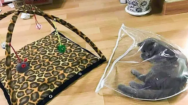 10 Potret Ini Buktikan Kucing Bisa Tidur di Mana Saja, Bikin Geleng Kepala