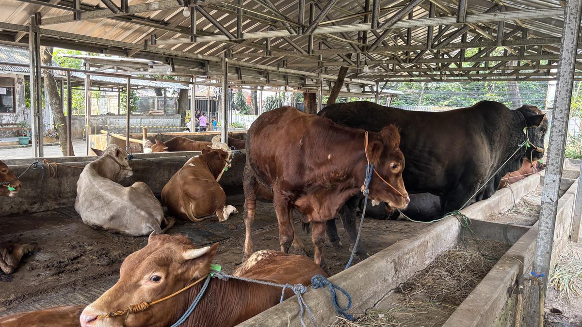 Dari Magetan ke Jakarta: Jalan Panjang Misran Jualan Sapi Kurban