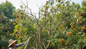 Tips Agar Pohon Rambutan Cepat Berbuah (Foto: Gemini AI)