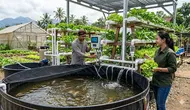 Cara Menjaga Kualitas Air Kolam Nila di Bawah Hidroponik agar Ikan dan Tanaman Sama-Sama Sehat