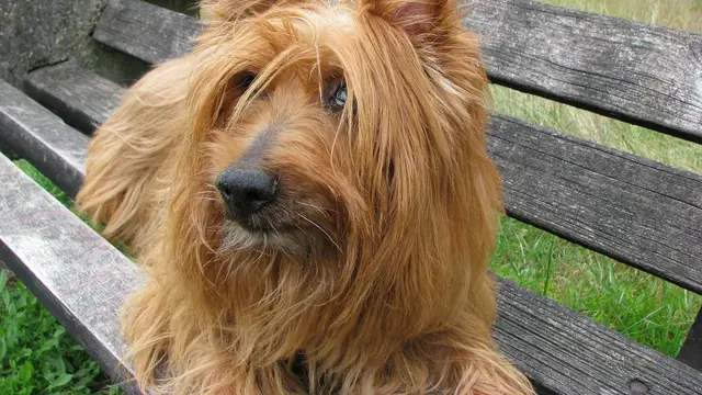 Australian Terrier