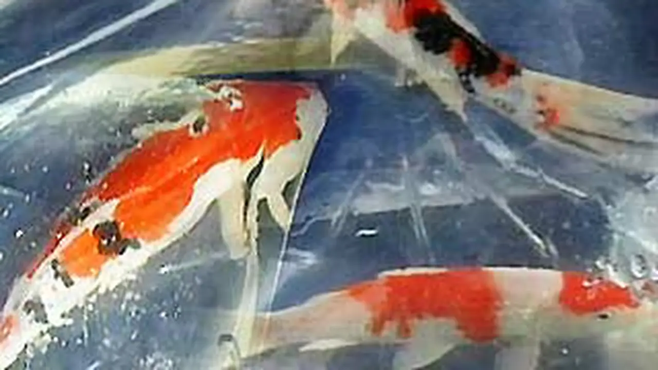 090530bikan_koi.jpg