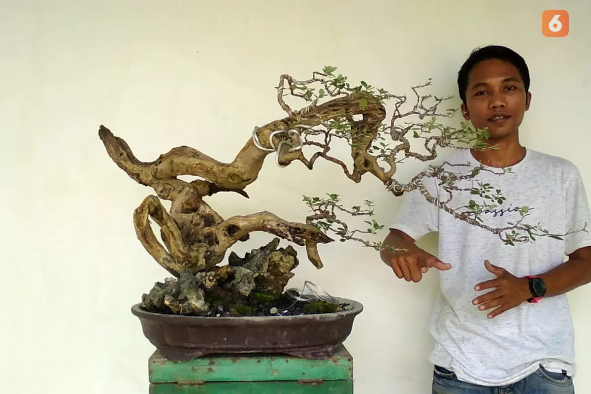 bonsai