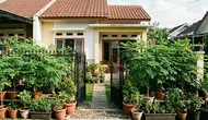 6 Cara Mengerdilkan Pohon Kelor agar Rimbun Daun dan Tidak Menjulang Tinggi