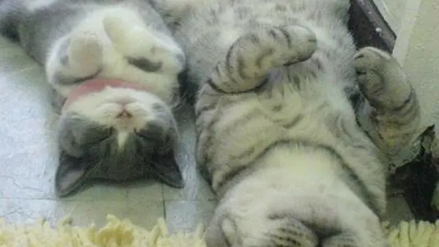 Anak Kucing Tiru Tingkah Induknya