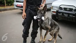 Seekor anjing unit k-9 saat mengigit barang bukti narkoba saat simulasi di Monumen Nasional,  Jakarta, Selasa (6/12). Sejauh ini, BNN telah memiliki 50 anggota pasukan K9. (Liputan6.com/Faizal Fanani)