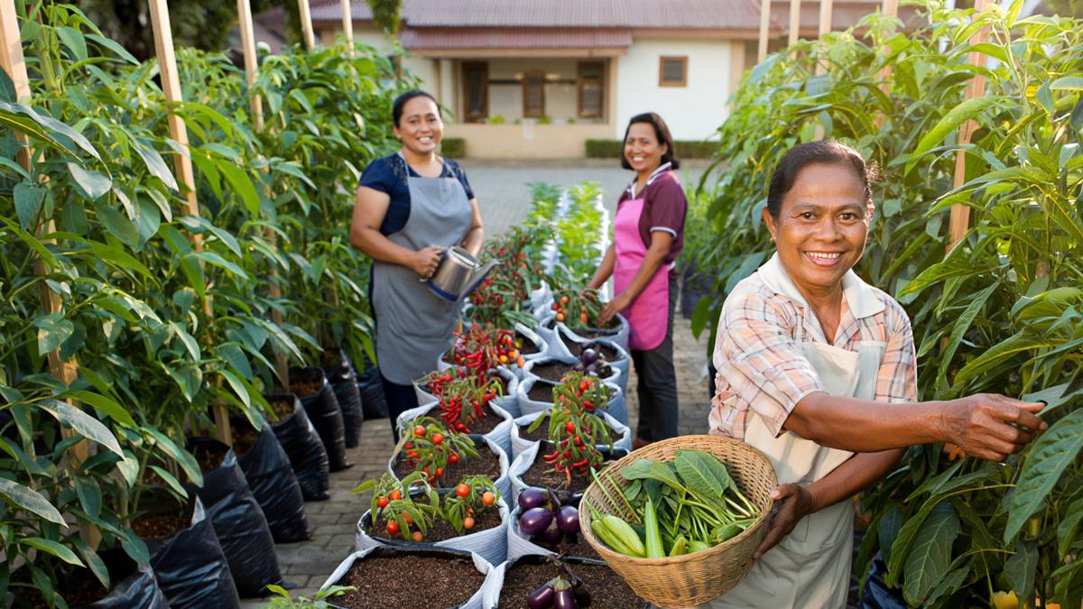 8 Ide Kebun Sayur untuk Paguyuban Ibu-ibu Paroki, Wujudkan Ketahanan Pangan