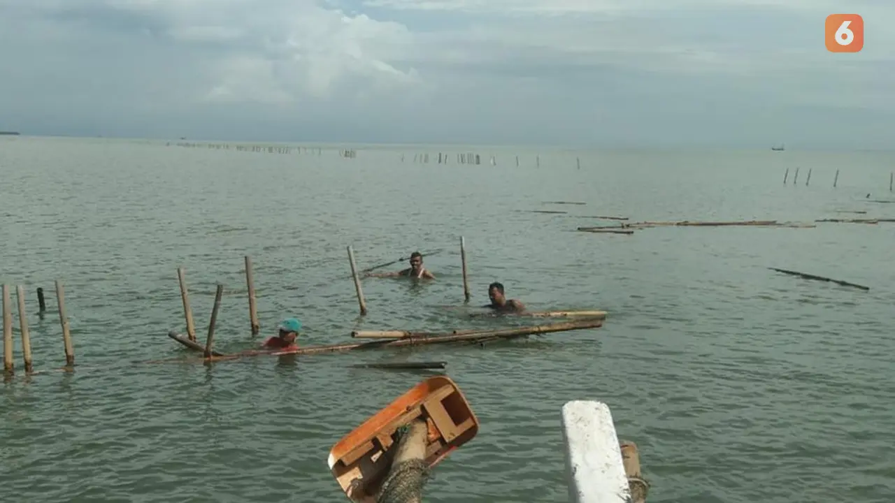 Nelayan Bongkar Patok Bambu Bekas Budidaya Rumput Laut dan Kerang Hijau. (Sabtu, 25/01/2025). (Istimewa).