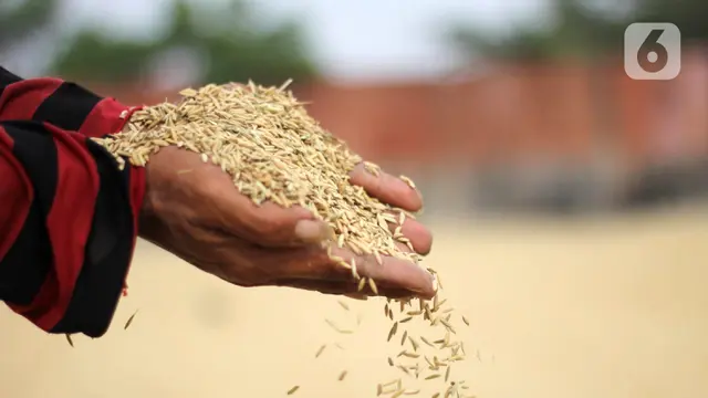 FOTO: Semester I 2020, Bulog Serap 700 Ribu Ton Gabah Petani